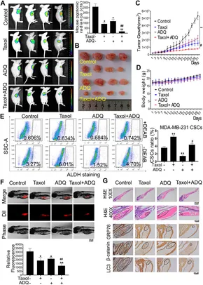 Frontiers | Autophagy Blockade by Ai Du Qing Formula