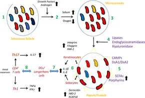 アーティファクトセット Frontiers | A Janus-Faced Bacterium: Host-Beneficial and