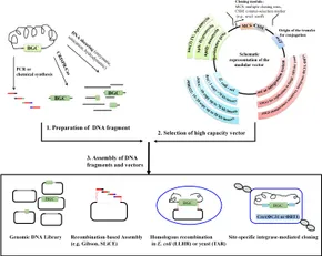 DNA Cloning 4: A Practical Approach : Mammalian Systems: Mammalian Systems (The Practical Approach Series) Glover， D. M. Frontiers | Recent Advances in Strategies for the Cloning of