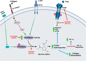 PROLIDASE A Review from Discovery to its Role in   Frontiers 