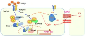 その他 Signalling from Internalise fphys-12-748574-g007.jpg
