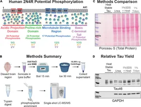 Tau Protein: Methods and Protocols (Methods in Molecular Biology， 1523) [ハードカバー] Smet-Nocca， Caroline Amazon.com: Tau Protein: Methods and Protocols (Methods in