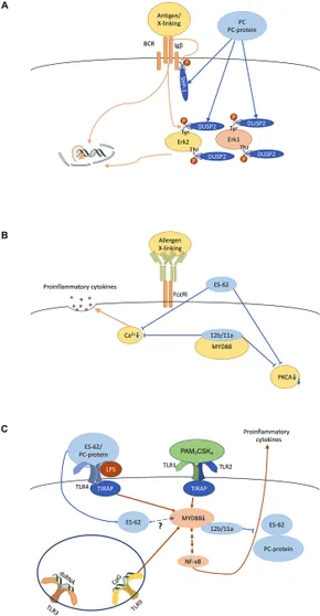 Frontiers | Mini Review: Structure and Function of Nematode