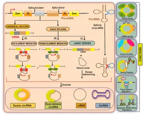 【超目玉枠】 Frontiers Factors CircRNA-miRNA-Transcription Accentuating | ブースター・導入液
