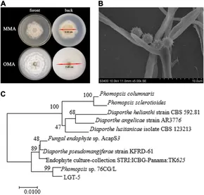Unveiling Sordariomycetes taxa associated with woody litter