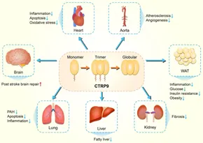 Advanced Physiology and Pathophysiology: Essentials for
