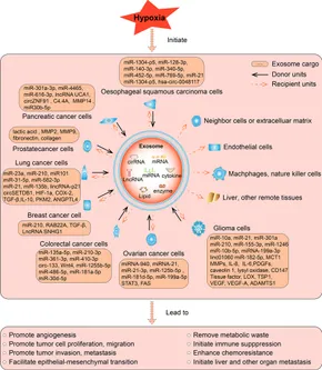 Frontiers | Hypoxia Induced Changes of Exosome Cargo and