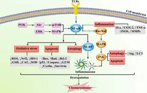 ラグナ123 Blockade of the estrogen receptor alpha-pregnane X receptor