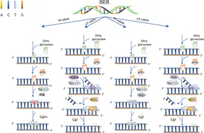 DNA Repair and Replication DNA修復と複製　　　洋書 DNA Repair and Replication DNA修復と複製 洋書 本