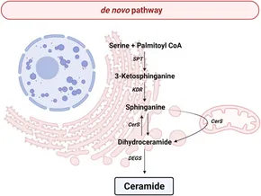 Frontiers | Involvement of Ceramide Metabolism in Cerebral Ischemia