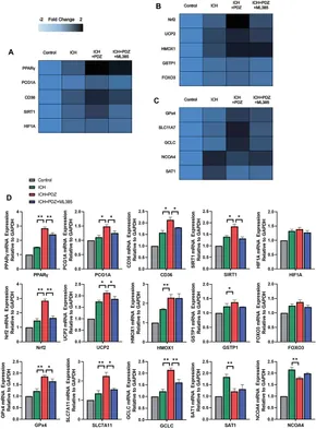 Frontiers | Activation of the PPARγ Prevents Ferroptosis