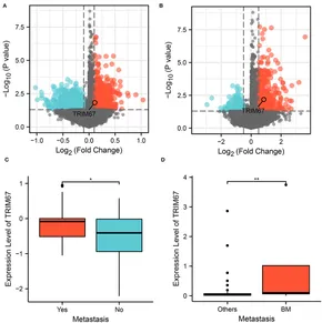 Beyond N-Cadherin, Relevance of Cadherins 5, 6 and 17 in