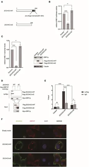 Frontiers | The Zinc-Finger protein ZCCHC3 inhibits LINE-1