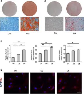 商品画像：CMTM6 significantly relates to PD-L1 and predicts the 2