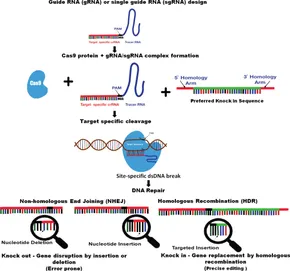 Application of CRISPR/Cas Technology in Spermatogenesis