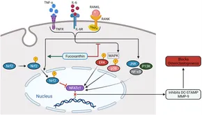Ayollar xorozlarni tortib olishadi