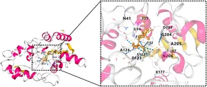 Frontiers | The emerging roles of PHOSPHO1 and its regulated