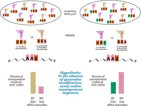 Frontiers | Impact of queuosine modification of endogenous E