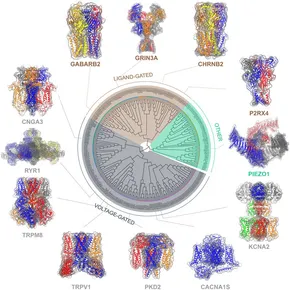 キングダム Chemical Diversity of Ketosteroids as Potential Therapeutic