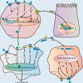 Frontiers | The gut microbiota–bile acid axis: A potential