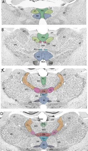 Frontiers | Structural and functional organization of the
