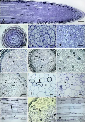 Frontiers | Programmed cell death associated with the