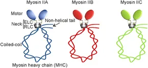 Frontiers | Life without double-headed non-muscle myosin II motor