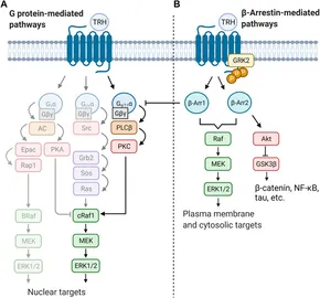 ドーパミン Frontiers | Biochemical and physiological insights into TRH