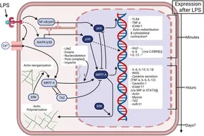 mrtf様 Identification of novel inhibitors of the transcriptional
