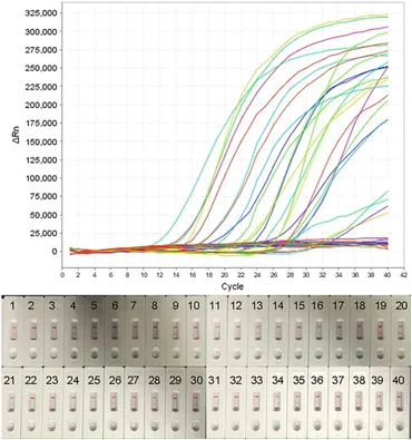 Frontiers | Real-time multiple cross displacement