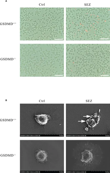 fimmu-13-1005925-g006.jpg