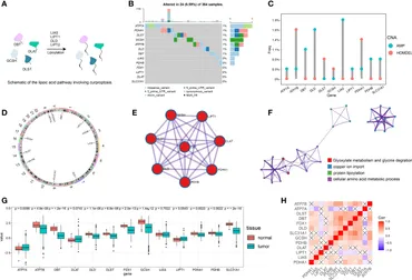 The Overexpression of eIF4E Decreases Oxytocin Levels and