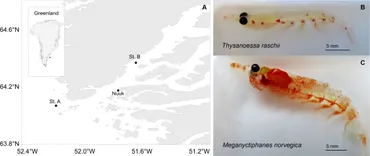 RETEN Sinking krill carcasses as hotspots of microbial carbon ... - Frontiers fmars-09-1019727-g001.jpg RETEN Sinking krill carcasses as hotspots of microbial carbon ... - Frontiers fmars-09-1019727-g001.jpg