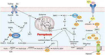 コネクト Frontiers | Ferroptosis in head and neck squamous cell