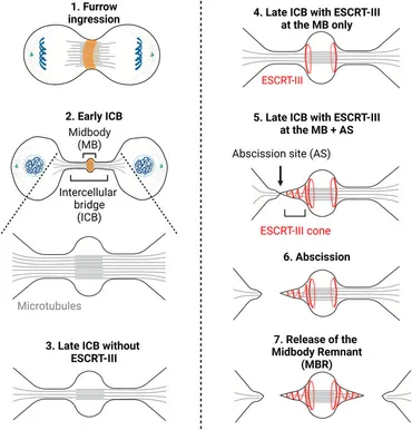 Study on the mechanism of hsa_circ_0074763 regulating the
