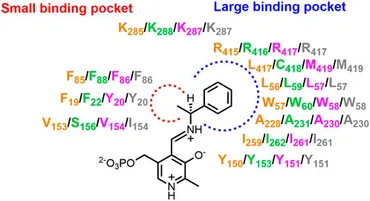 aminaseページ Snapshot of a key intermediate in enzymatic thiamin