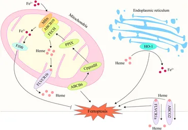 Frontiers | Ferroptosis and its role in skeletal muscle diseases