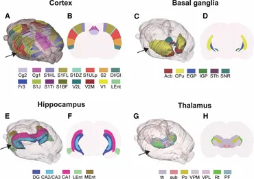 Brain Maps Atlases | Larry Swanson