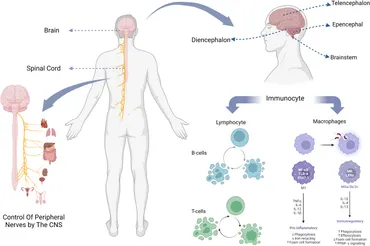 健康・医学 Mobilisation of the NERVOUS SYSTEM David Butler „Mobilisation of the Nervous System” | Download