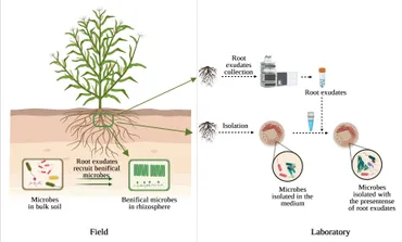 Insights into plant–microbe interactions in the rhizosphere
