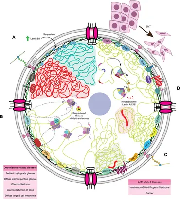 Frontiers | Nuclear envelope, chromatin organizers, histones