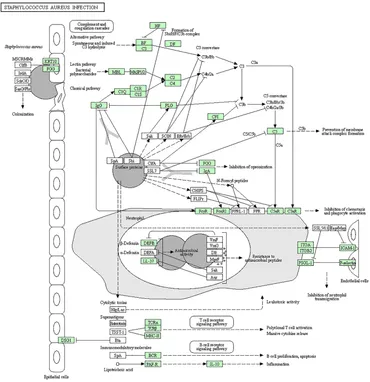 Frontiers | Genetic polymorphisms in immune- and