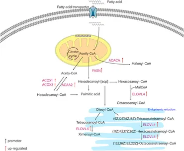 Frontiers | Transcriptome analysis and gene expression
