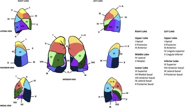 Frontiers | Robotic segmentectomy for early-stage lung cancer Frontiers | Robotic segmentectomy for early-stage lung cancer