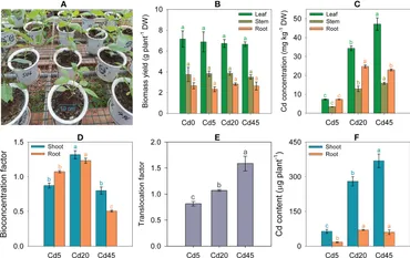 Heavy metals and ethylene: shaping plant responses through