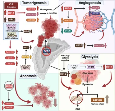 Frontiers | Hypoxia signaling pathway: A central mediator in