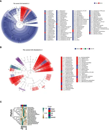 Frontiers | Electroacupuncture and human iPSC-derived small