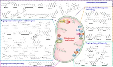 Gallic acid-loaded HFZIF-8 for tumor-targeted delivery and