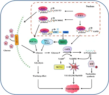 Frontiers | Dissecting the roles and clinical potential of
