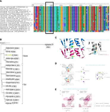 Frontiers | CRISPR/Cas9‐mediated homology donor repair base
